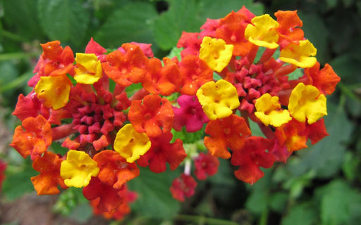 Lantana camara (Red, Haldi Kumkum) - Plant - Kadiyam Nursery