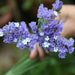 Limonium sinuatum - Kadiyam Nursery