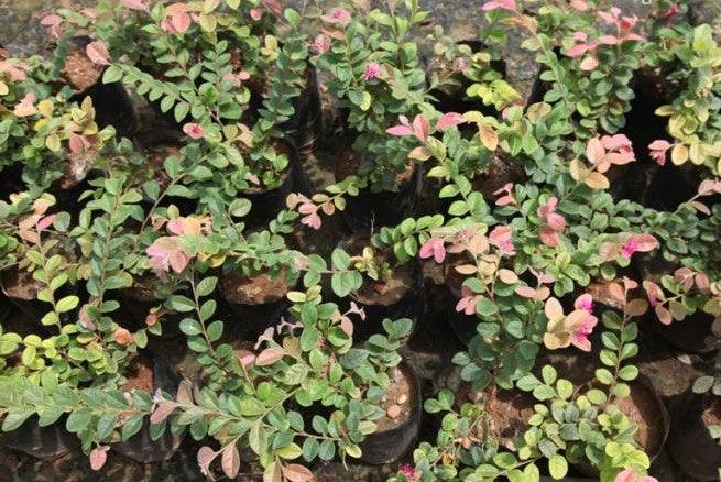 Loropetalum chinensis,Chinese Olive Green Leaves - Kadiyam Nursery