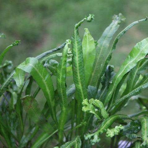 Macrosojium pantatum c v. cristatum,Macrosojium Fern - Kadiyam Nursery