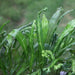 Macrosojium pantatum c v. cristatum,Macrosojium Fern - Kadiyam Nursery