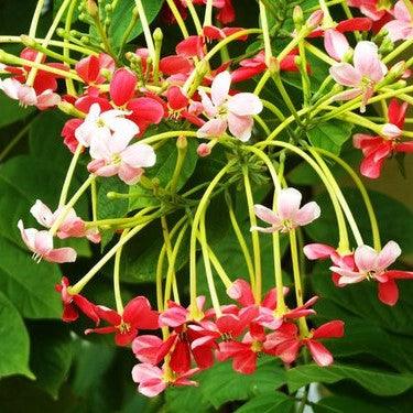 Madhumalati - (Rangoon Creeper Flower)Combretum indicum/Madhuvi lota/Akar Dani/Radha Manoharam Flower Plant - Kadiyam Nursery