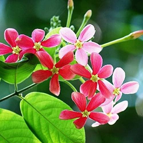 Madhumalati - (Rangoon Creeper Flower)Combretum indicum/Madhuvi lota/Akar Dani/Radha Manoharam Flower Plant - Kadiyam Nursery