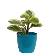 Main Door Variegated Peperomia Haworthia Plants Indoor Gifting Purpose |Indoor Plant| (Healthy Live Plant) - Kadiyam Nursery