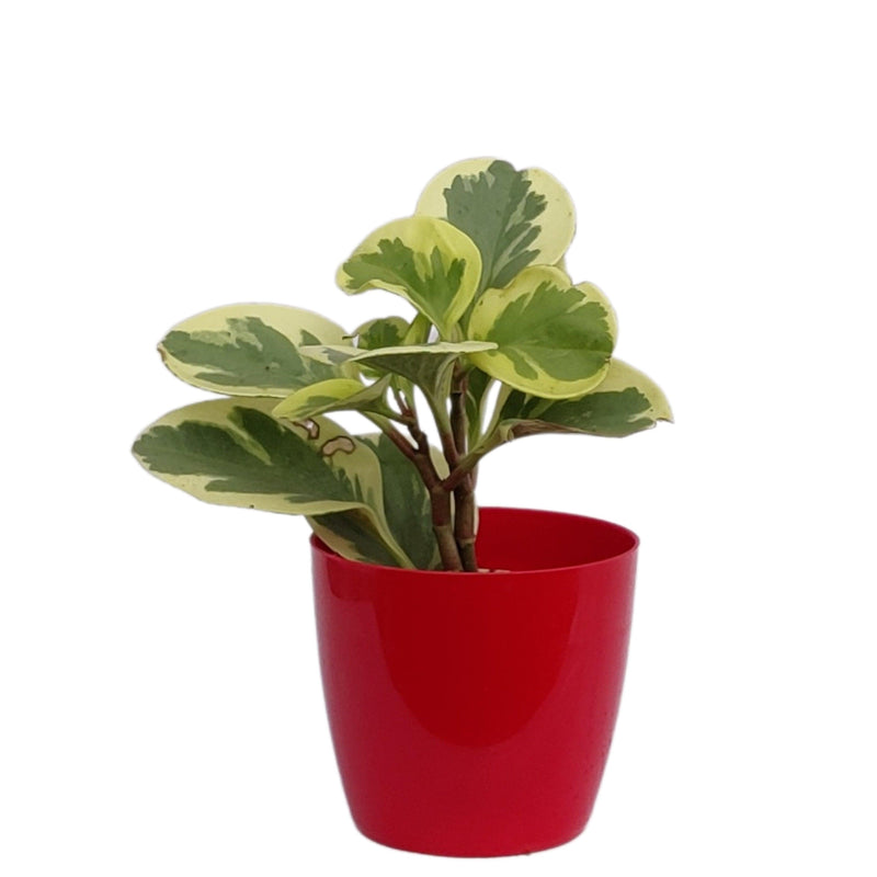 Main Door Variegated Peperomia Haworthia Plants Indoor Gifting Purpose |Indoor Plant| (Healthy Live Plant) - Kadiyam Nursery