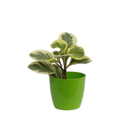 Main Door Variegated Peperomia Haworthia Plants Indoor Gifting Purpose |Indoor Plant| (Healthy Live Plant) - Kadiyam Nursery