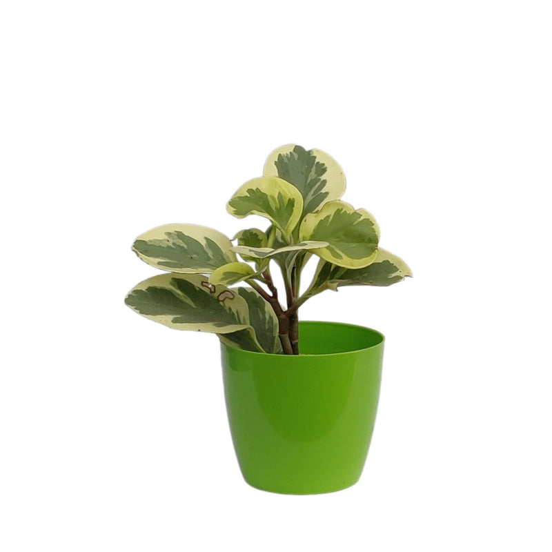 Main Door Variegated Peperomia Haworthia Plants Indoor Gifting Purpose |Indoor Plant| (Healthy Live Plant) - Kadiyam Nursery