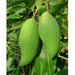 Mallika Mango ('Neelum' X 'Dasheri') Sweet Fiberless Fruit Mango Live Plant - Grafted Plant (1 Healthy Live Plant) - Kadiyam Nursery