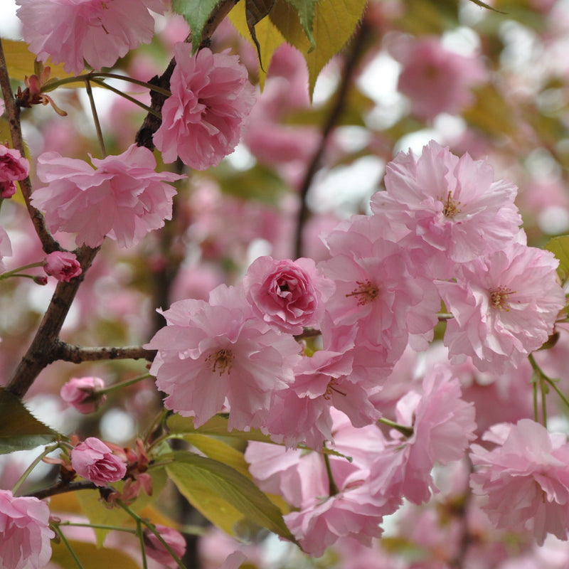 Stunning Malus Spectabilis Trees: Add a Touch of Elegance to Your Garden Today!