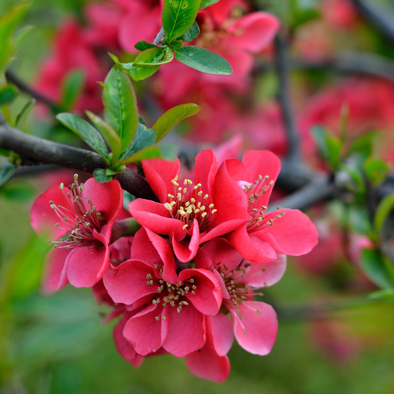 Stunning Malus Spectabilis Trees: Add a Touch of Elegance to Your Garden Today!