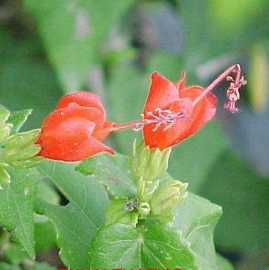 Malvaviscus arboreus nana - Kadiyam Nursery