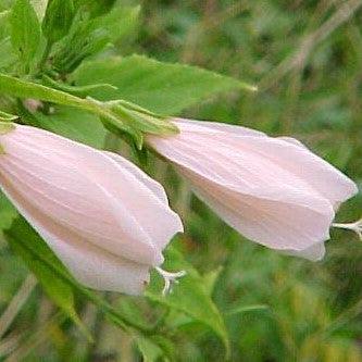 Malvaviscus arboreus rosea,Marathi - Mirchi Jasvandh Gulabi - Kadiyam Nursery