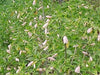 Malvaviscus arboreus rosea,Marathi - Mirchi Jasvandh Gulabi - Kadiyam Nursery