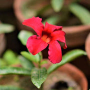 Mandevilla (Any Color) - Plant - Kadiyam Nursery