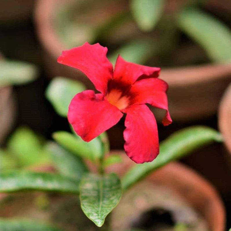 Mandevilla (Any Color) - Plant - Kadiyam Nursery