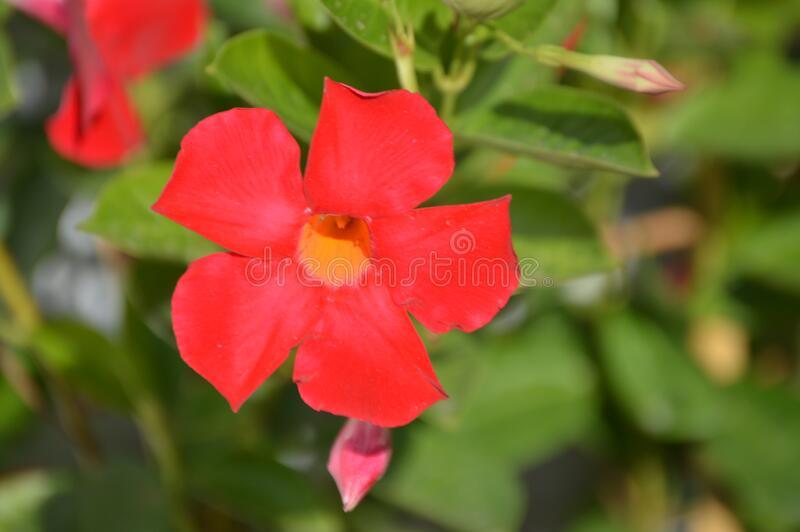Mandevilla (Any Color) - Plant - Kadiyam Nursery