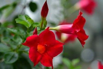 Mandevilla (Any Color) - Plant - Kadiyam Nursery