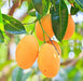 Mango Amrapali, Aam Amrapali (Grafted) - Plant - Kadiyam Nursery