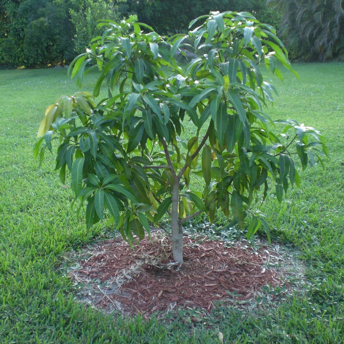 Mango Plant Neelam Tasty Variety grafted 1 Healthy Live Plant - Kadiyam Nursery