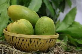 Mango plant Pedda Rasam(Grafted) - Fruit Plants & Tree - Kadiyam Nursery