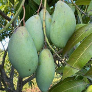 Mango Totapuri Intense Smell Plant for Home Garden Plant(1 Healthy Live Plant) - Kadiyam Nursery