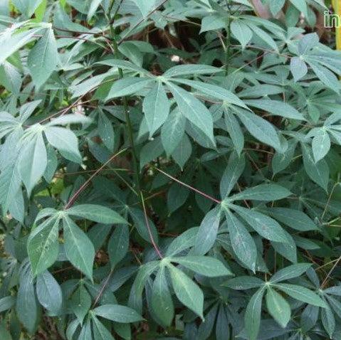 Manihot esculanta, Jatropha manihot, Jatropha dulcis - Kadiyam Nursery