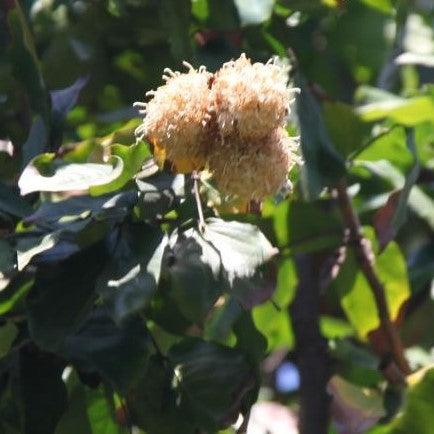 Maniltoa browneoides, M. gemmipara,White Handkerchief Tree, Dove Tree, Ghost Tree - Kadiyam Nursery