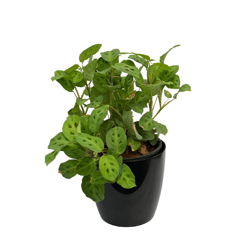 Maranta Leuconeura Kerchoveana Prayer Plant Indoor Air Purifier For Living Room Green (Healthy Live Plant), Green Plant - Kadiyam Nursery