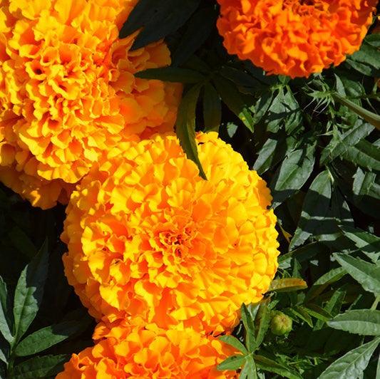 Marigold French gulzafri Flowring seeds (pack of 1) 30g - Kadiyam Nursery