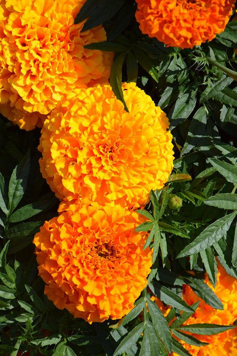 Marigold French gulzafri Flowring seeds (pack of 1) 30g - Kadiyam Nursery