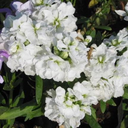 Matthidla incana, M. annua, M. grarca,Stock, Gill Flowers, Garden Stock, Common Stock - Kadiyam Nursery