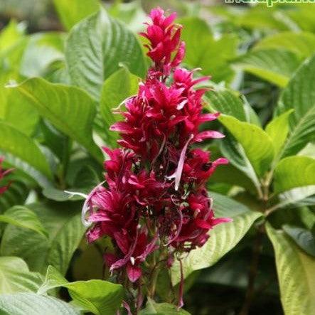 Megakepasma erythrochlamys,Brazilian Cloak - Kadiyam Nursery