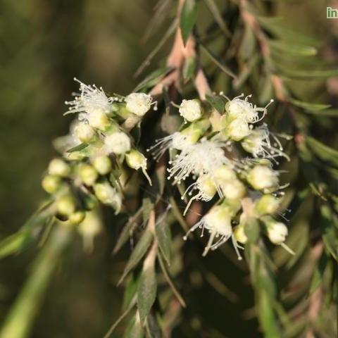 Melaleuca linariifolia,Flax Leafed, Narrow Leafed Paperbark, Snow In Summer - Kadiyam Nursery