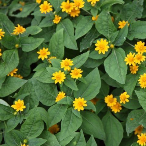 Melampodium paludosum,Million Gold, Butter Daisy - Kadiyam Nursery