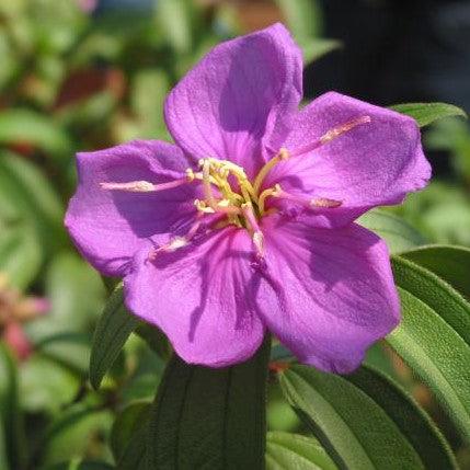 Melastoma decemfidum,Tibouchina - Kadiyam Nursery