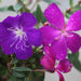 Melastoma lepidota, Tibouchina lepidota - Kadiyam Nursery