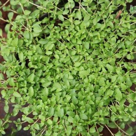 Mentha pulegium,Pennyroyal, Penny Royal - Kadiyam Nursery