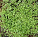 Mentha pulegium,Pennyroyal, Penny Royal - Kadiyam Nursery