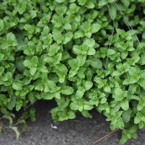 Mentha viridis, M. arvensis, M. piperitu,Field Mint, Corn Mint, Japanese Mint - Kadiyam Nursery