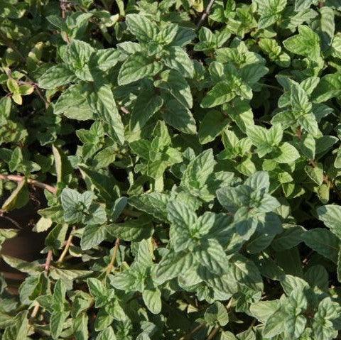 Mentha x piperita,Peppermint, Mint - Kadiyam Nursery