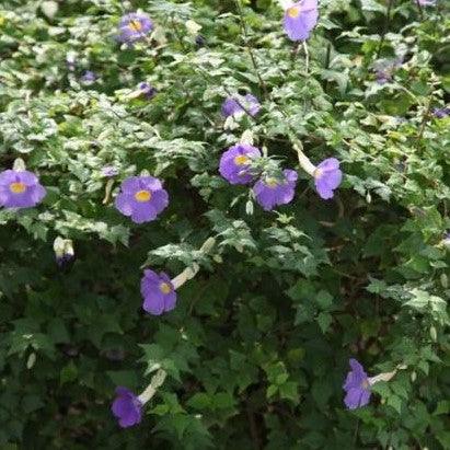 Meyenia erecta nana, Thunbergia erecta nana,Meyenia Erecta Mini - Kadiyam Nursery