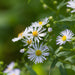 michaelmas daisy