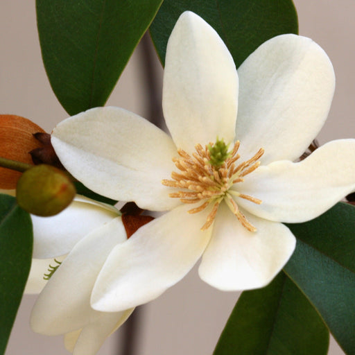 Michelia figo,Banana Shrub - Kadiyam Nursery