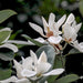 Michelia figo,Banana Shrub - Kadiyam Nursery