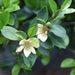 Michelia figo,Banana Shrub - Kadiyam Nursery