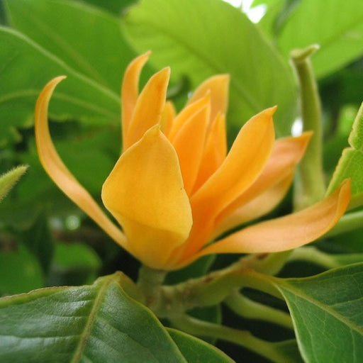 Michelia yellow flower plant - Kadiyam Nursery