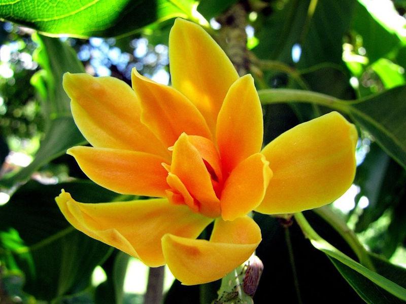 Stunning Michelia Yellow Flower Tree Add Beauty and Fragrance to