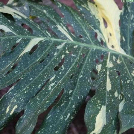 Monstera deliciosa variegata,Variegated Monstera - Kadiyam Nursery