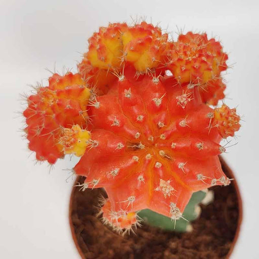 Moon Cactus Orange Colour plant - Kadiyam Nursery