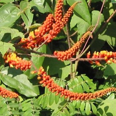 Moullave spicata, Wagatea spicata, Caesalpinia spicata,Candy Corn Plant - Kadiyam Nursery